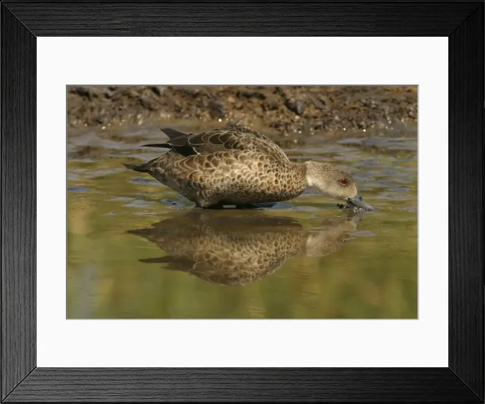 Framed Print : Grey Teal Near Sewage Ponds, Mt Isa, Queensland, Australia Framed Print : Grey Teal Near Sewage Ponds, Mt Isa, Queensland, Australia
