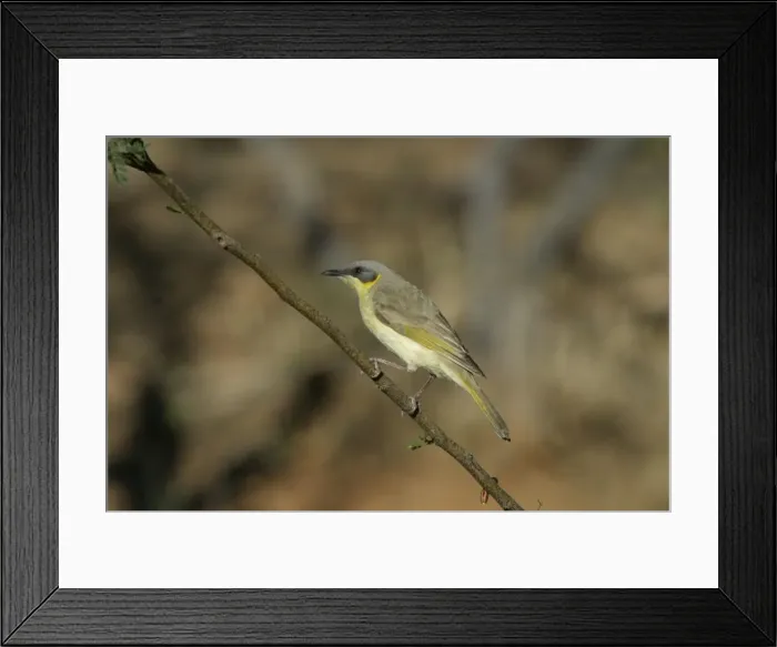 Framed Print : Grey-headed Honeyeater Lake Moondarra, Mt Isa, Queensland, Australia. Lichenostomus keartlandi Framed Print : Grey-headed Honeyeater Lake Moondarra, Mt Isa, Queensland, Australia. Lichenostomus keartlandi