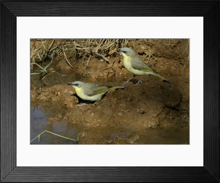 Framed Print : Grey-headed Honeyeaters Lake Moondarra, Mt Isa, Queensland, Australia Framed Print : Grey-headed Honeyeaters Lake Moondarra, Mt Isa, Queensland, Australia