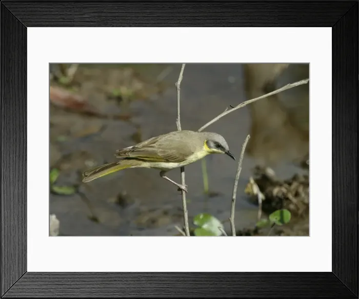 Framed Print : Grey-headed Honeyeater Lake Moondarra, Mt Isa, Queensland, Australia