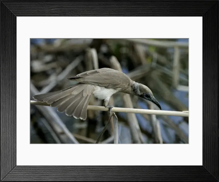 Framed Print : Little Friarbird Lake Moondarra, Mt Isa, Queensland, Australia Framed Print : Little Friarbird Lake Moondarra, Mt Isa, Queensland, Australia