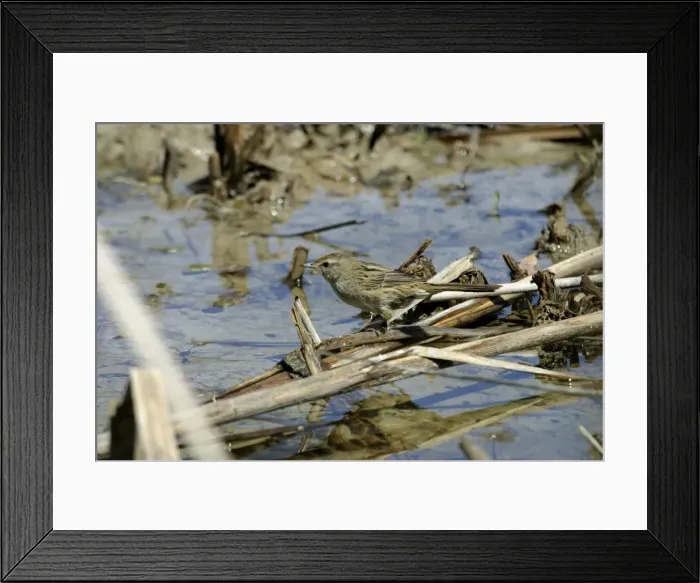 Framed Print : Little Grassbird Lake Moondarra, Mt Isa, Queensland, Australia Framed Print : Little Grassbird Lake Moondarra, Mt Isa, Queensland, Australia