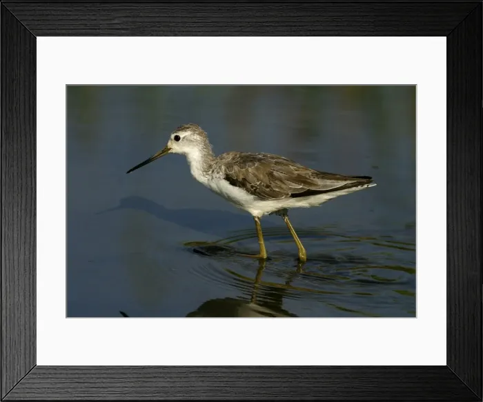 Framed Print : Marsh Sandpiper Near Sewage Ponds, Mt Isa, Queensland, Australia Framed Print : Marsh Sandpiper Near Sewage Ponds, Mt Isa, Queensland, Australia