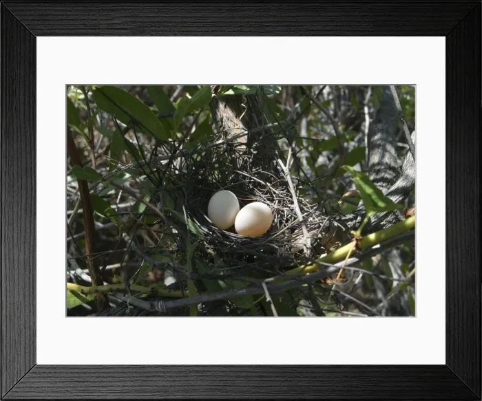Framed Print : Peaceful Dove nest With eggs Lake Moondarra, Mt Isa, Queensland, Australia Framed Print : Peaceful Dove nest With eggs Lake Moondarra, Mt Isa, Queensland, Australia