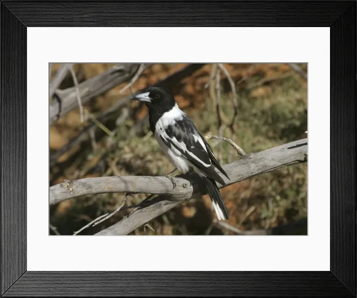 Framed Print : Pied Butcherbird Near Lake Moondarra, Mt Isa, Queensland, Australia Framed Print : Pied Butcherbird Near Lake Moondarra, Mt Isa, Queensland, Australia