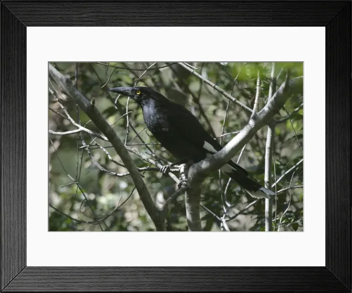 Framed Print : Pied Currawong Mt Coot-tha, Brisbane, Queensland, Australia Framed Print : Pied Currawong Mt Coot-tha, Brisbane, Queensland, Australia
