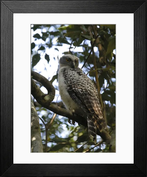 Framed Print : Powerful Owl Juvenile Mt Coot-tha, Brisbane, Queensland, Australia Framed Print : Powerful Owl Juvenile Mt Coot-tha, Brisbane, Queensland, Australia