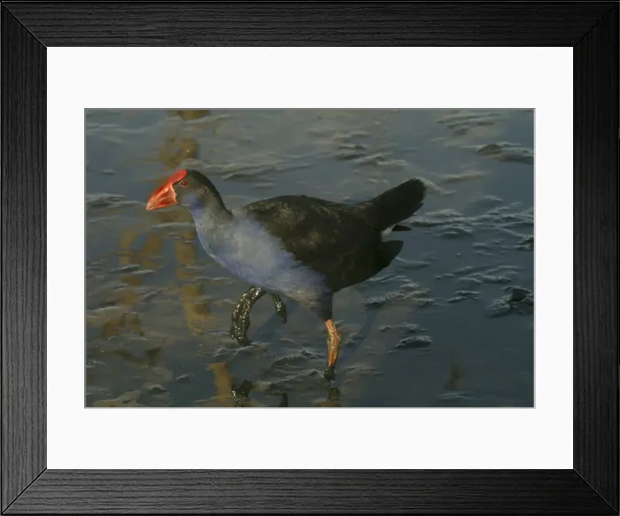 Framed Print : Purple Swamphen Near Sewage Ponds, Mt Isa, Queensland, Australia Framed Print : Purple Swamphen Near Sewage Ponds, Mt Isa, Queensland, Australia