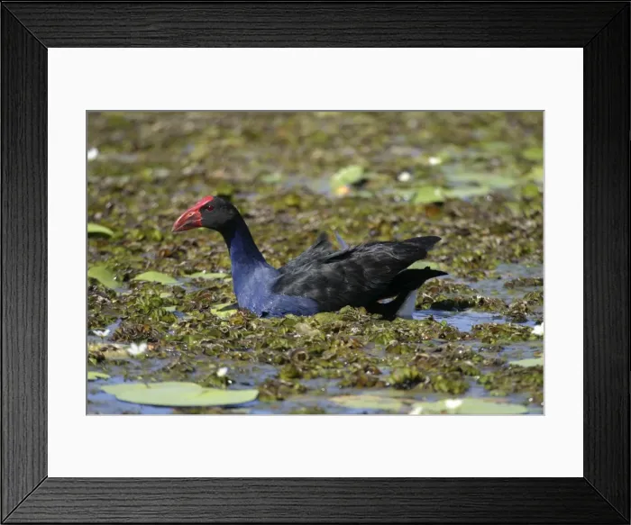 Framed Print : Purple Swamphen Swimming through floating lake vegetation Lake Moondarra, Mt Isa, Queensland, Australia Framed Print : Purple Swamphen Swimming through floating lake vegetation Lake Moondarra, Mt Isa, Queensland, Australia