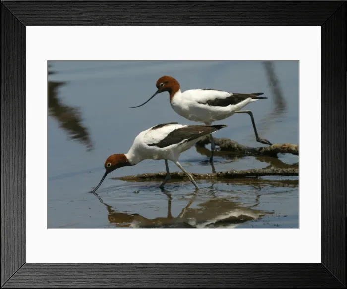 Framed Print : Red-necked Avocets Feeding Near Sewage Ponds, Mt Isa, Queensland, Australia