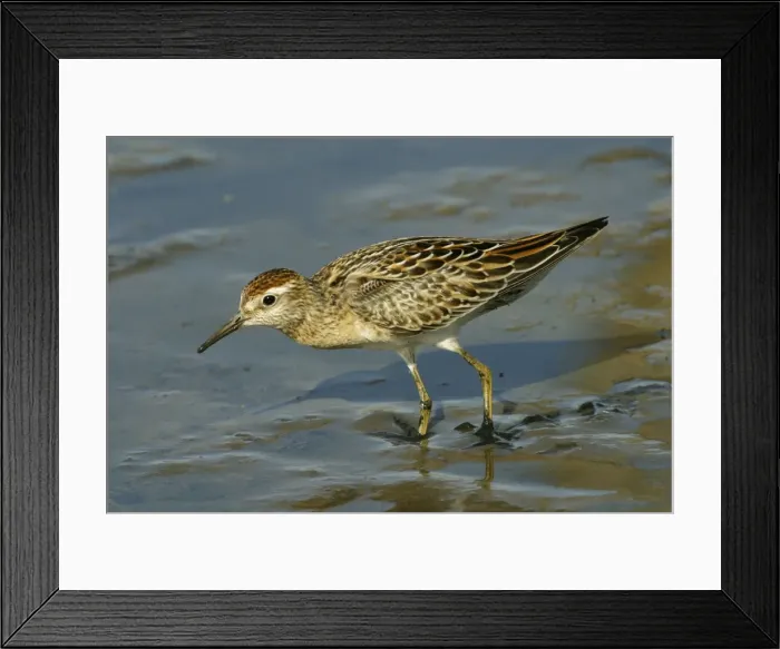 Framed Print : Sharp-tailed Sandpiper Near Sewage Ponds, Mt Isa, Queensland, Australia Framed Print : Sharp-tailed Sandpiper Near Sewage Ponds, Mt Isa, Queensland, Australia
