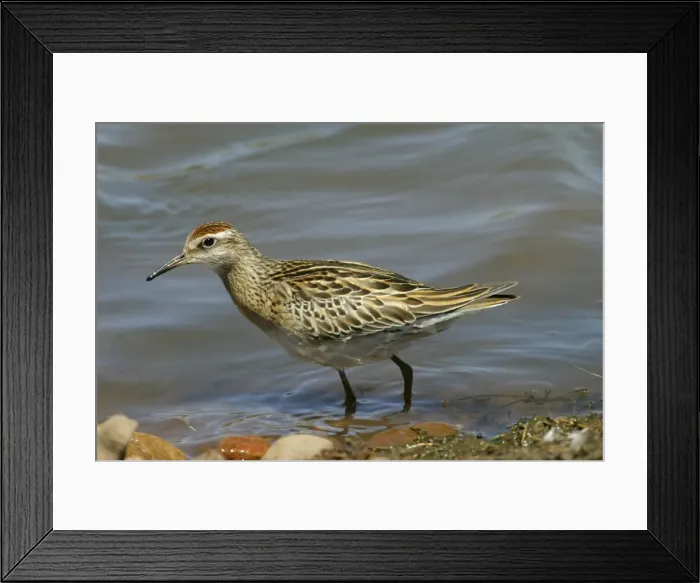 Framed Print : Sharp-tailed Sandpiper Lake Moondarra, Mt Isa, Queensland, Australia Framed Print : Sharp-tailed Sandpiper Lake Moondarra, Mt Isa, Queensland, Australia