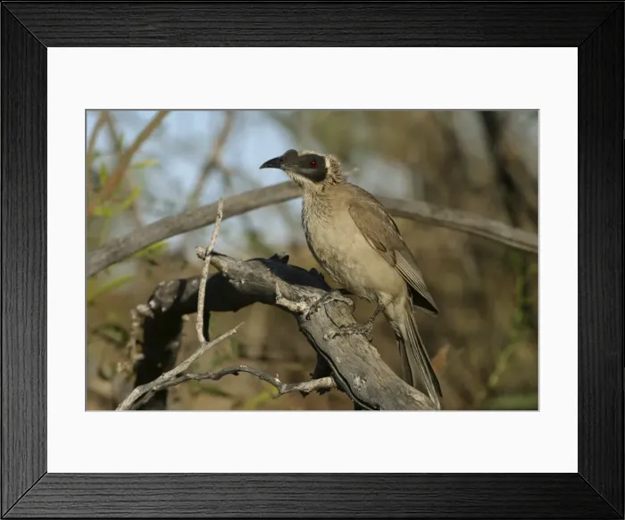 Framed Print : Silver-crowned Friarbird Lake Moondarra, Mt Isa, Queensland, Australia Framed Print : Silver-crowned Friarbird Lake Moondarra, Mt Isa, Queensland, Australia