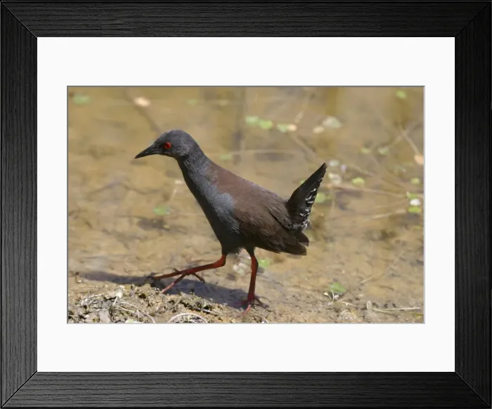 Framed Print : Spotless Crake Lake Moondarra, Mt Isa, Queensland, Australia Framed Print : Spotless Crake Lake Moondarra, Mt Isa, Queensland, Australia