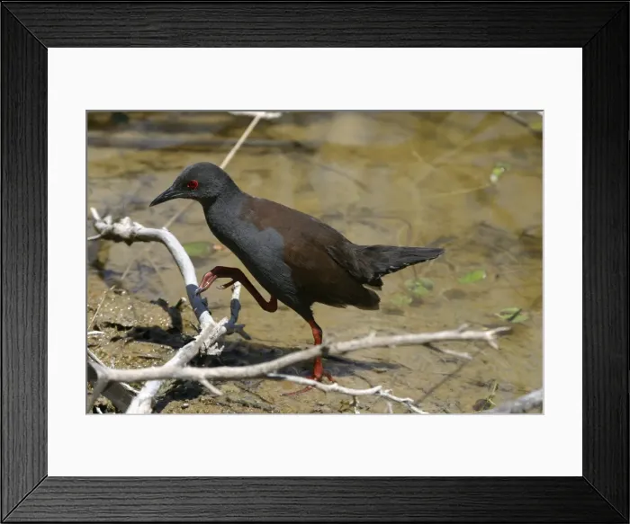 Framed Print : Spotless Crake Lake Moondarra, Mt Isa, Queensland, Australia Framed Print : Spotless Crake Lake Moondarra, Mt Isa, Queensland, Australia