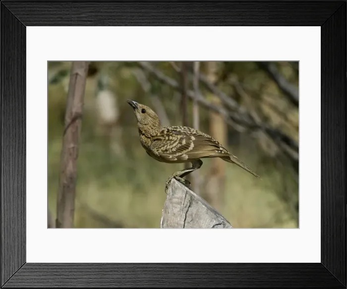 Framed Print : Spotted Bowerbird Lake Moondarra, Mt Isa, Queensland, Australia Framed Print : Spotted Bowerbird Lake Moondarra, Mt Isa, Queensland, Australia