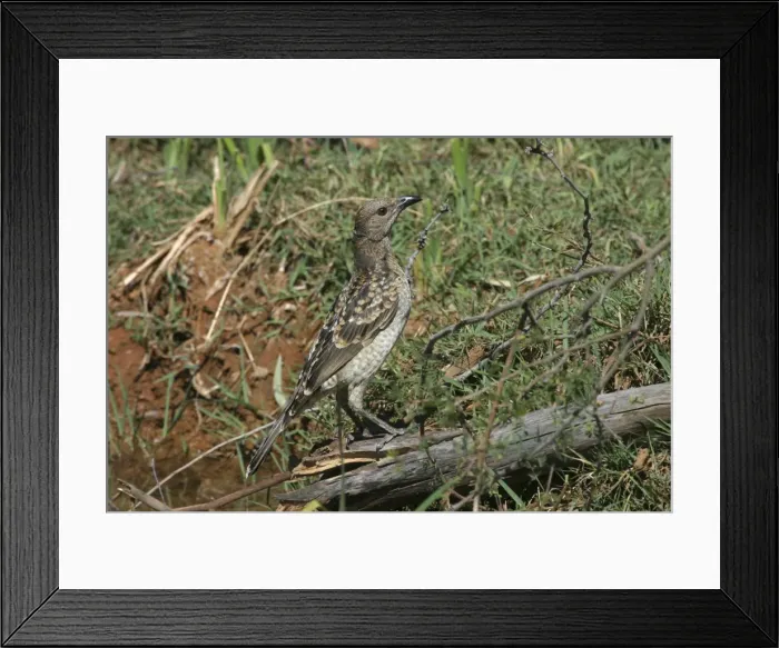 Framed Print : Spotted Bowerbird Lake Moondarra, Mt Isa, Queensland, Australia Framed Print : Spotted Bowerbird Lake Moondarra, Mt Isa, Queensland, Australia
