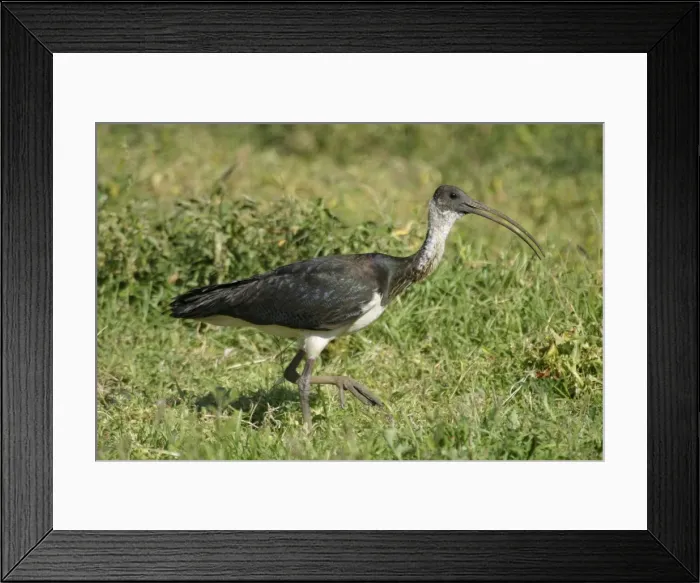 Framed Print : Straw-necked Ibis Near Sewage Ponds, Mt Isa, Queensland, Australia Framed Print : Straw-necked Ibis Near Sewage Ponds, Mt Isa, Queensland, Australia