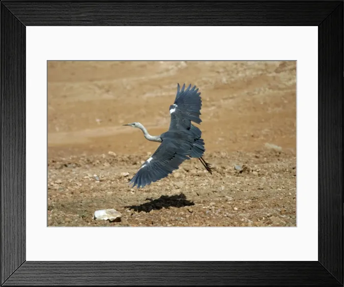 Framed Print : White-necked Heron Immature Lake Moondarra, Mt Isa, Queensland, Australia Framed Print : White-necked Heron Immature Lake Moondarra, Mt Isa, Queensland, Australia