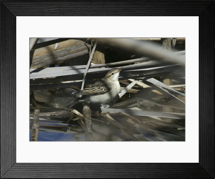 Framed Print : White-winged Triller Lake Moondarra, Mt Isa, Queensland, Australia Framed Print : White-winged Triller Lake Moondarra, Mt Isa, Queensland, Australia