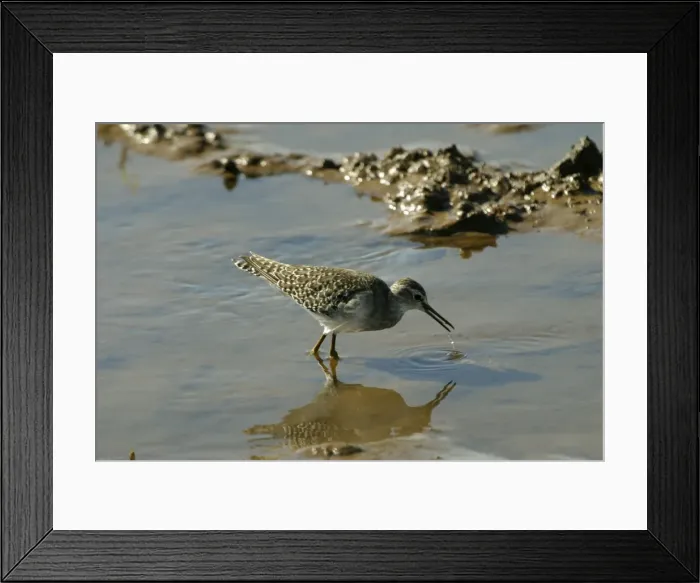 Framed Print : Wood Sandpiper Near the Sewage Ponds, Mt Isa, Queensland, Australia Framed Print : Wood Sandpiper Near the Sewage Ponds, Mt Isa, Queensland, Australia
