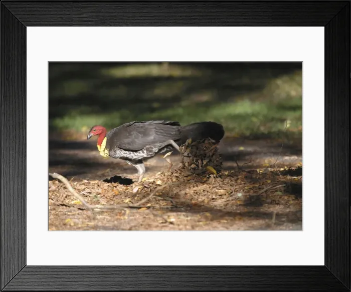 Framed Print : Australian Brush-turkey Raking leaves towards mound Mt Coot-tha, Brisbane, Queensland, Australia Framed Print : Australian Brush-turkey Raking leaves towards mound Mt Coot-tha, Brisbane, Queensland, Australia