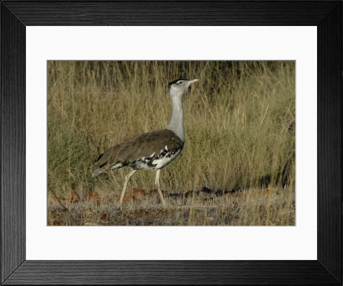 Framed Print : Australian Bustard Near Mt Isa, Queensland, Australia Framed Print : Australian Bustard Near Mt Isa, Queensland, Australia