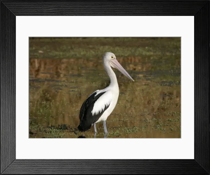 Framed Print : Australian Pelican Leichhardt River, Mt Isa, Queensland, Australia Framed Print : Australian Pelican Leichhardt River, Mt Isa, Queensland, Australia