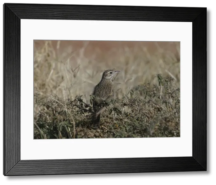 Framed Print : Richards / Australian Pipit Sewage Ponds, Alice Springs, Northern Territory, Australia Framed Print : Richards / Australian Pipit Sewage Ponds, Alice Springs, Northern Territory, Australia
