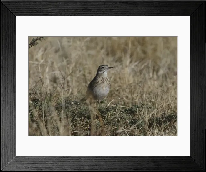 Framed Print : Richards / Australian Pipit Sewage Ponds, Alice Springs, Northern Territory, Australia Framed Print : Richards / Australian Pipit Sewage Ponds, Alice Springs, Northern Territory, Australia