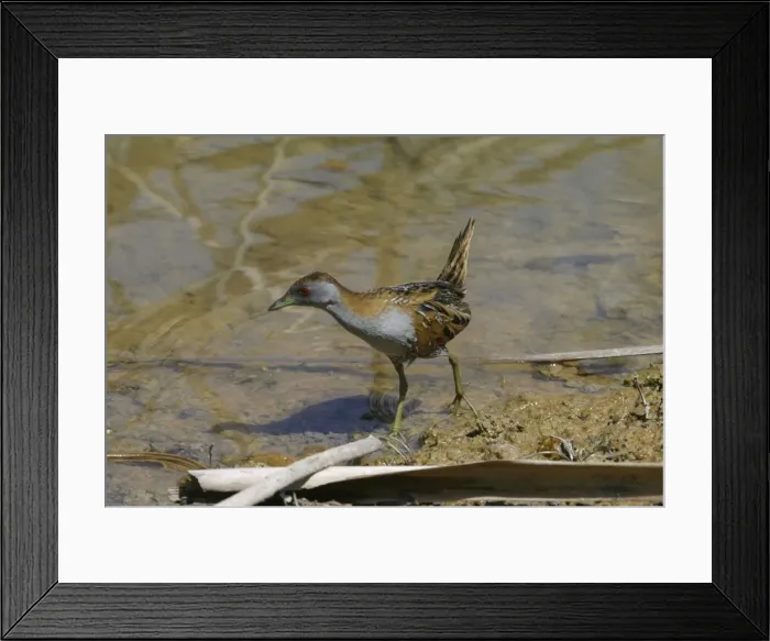 Framed Print : Baillon's Crake Lake Moondarra, Mt Isa, Queensland, Australia Framed Print : Baillon's Crake Lake Moondarra, Mt Isa, Queensland, Australia
