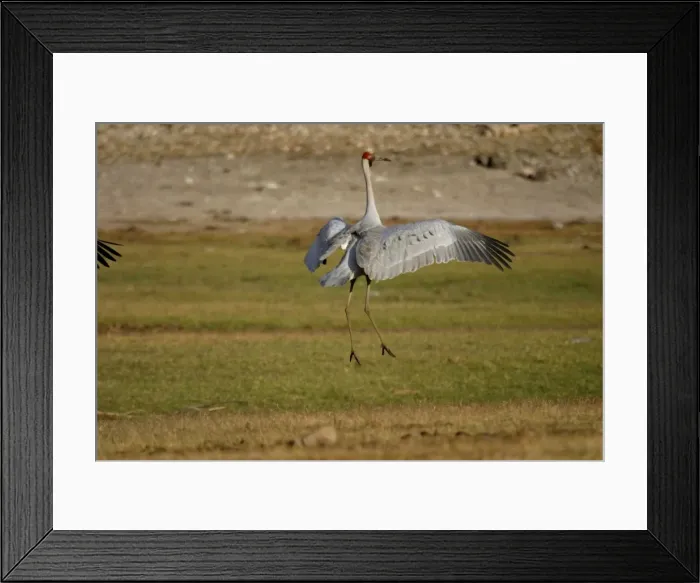 Framed Print : Brolga Dancing Lake Moondarra, Mt Isa, Queensland, Australia Framed Print : Brolga Dancing Lake Moondarra, Mt Isa, Queensland, Australia