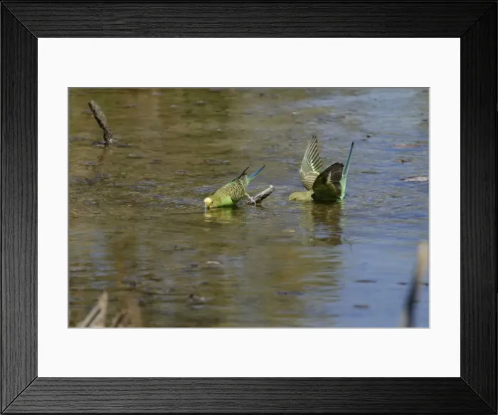 Framed Print : Budgerigars Bathing Lake Moondarra, Mt Isa, Queensland, Australia Framed Print : Budgerigars Bathing Lake Moondarra, Mt Isa, Queensland, Australia