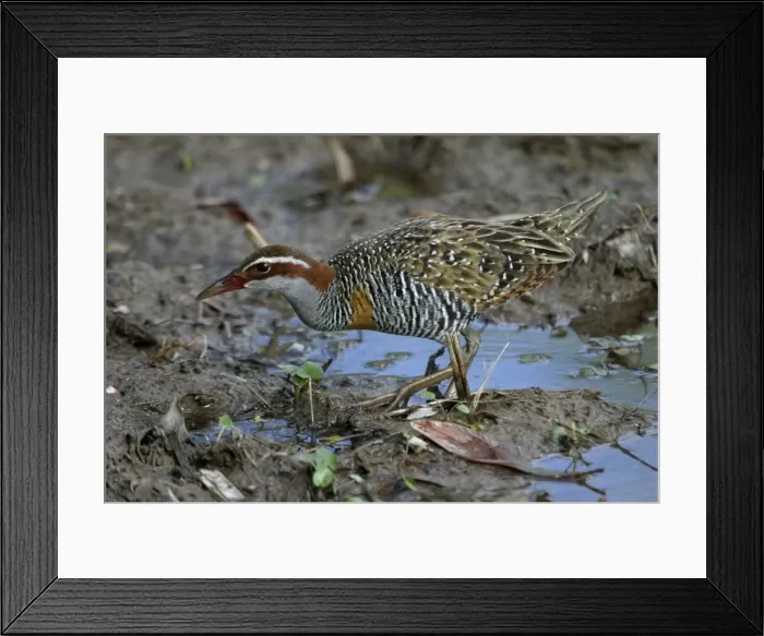 Framed Print : Buff-banded Rail Lake Moondarra, Mt Isa, Queensland, Australia Framed Print : Buff-banded Rail Lake Moondarra, Mt Isa, Queensland, Australia