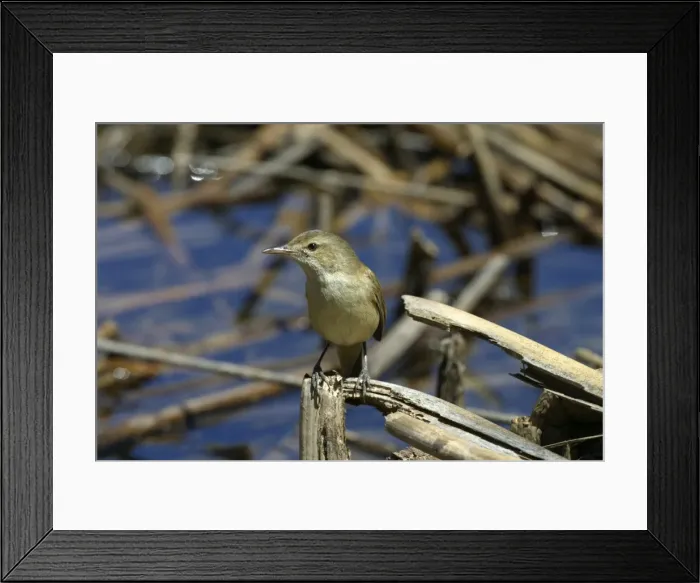 Framed Print : Clamorous Reed Warbler Lake Moondarra, Mt Isa, Queensland, Australia Framed Print : Clamorous Reed Warbler Lake Moondarra, Mt Isa, Queensland, Australia