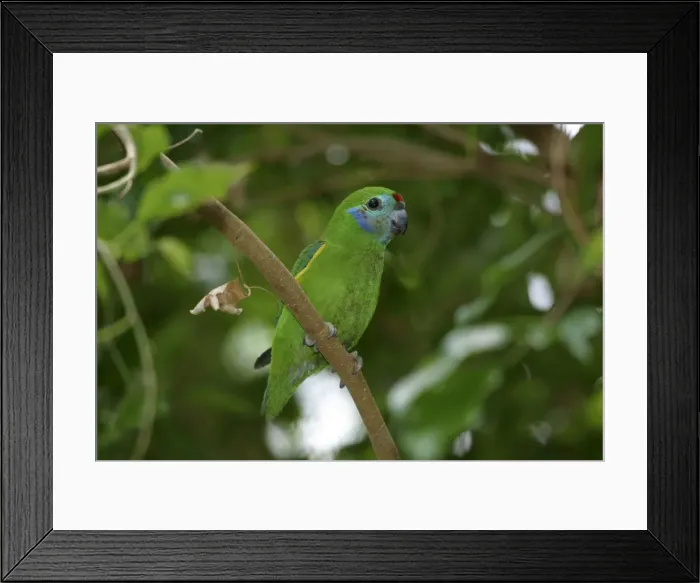Framed Print : Double-eyed Fig-Parrot Female Australia Framed Print : Double-eyed Fig-Parrot Female Australia