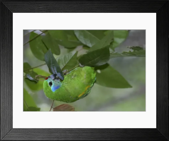 Framed Print : Double-eyed Fig-Parrot Female Australia Framed Print : Double-eyed Fig-Parrot Female Australia