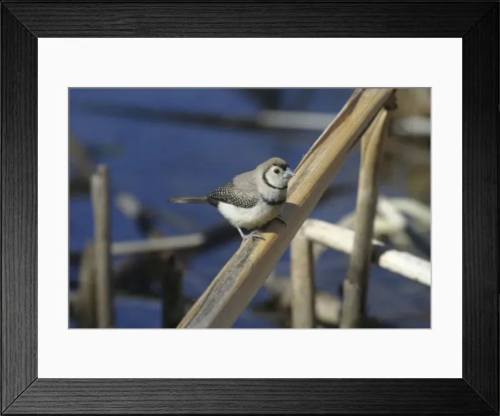 Framed Print : Double-barred Finch Lake Moondarra, Mt Isa, Queensland, Australia Framed Print : Double-barred Finch Lake Moondarra, Mt Isa, Queensland, Australia