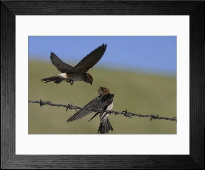 Framed Print : Fairy Martin Feeding newly-fledged chick Near the Sewage Ponds, Mt Isa, Queensland, Australia Framed Print : Fairy Martin Feeding newly-fledged chick Near the Sewage Ponds, Mt Isa, Queensland, Australia