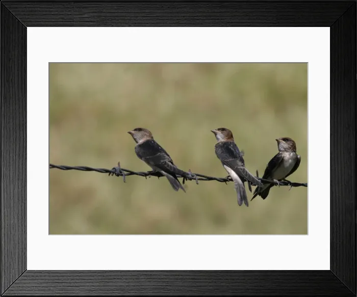 Framed Print : Fairy Martins Juveniles waiting to be fed Near the Sewage Ponds, Mt Isa, Queensland, Australia