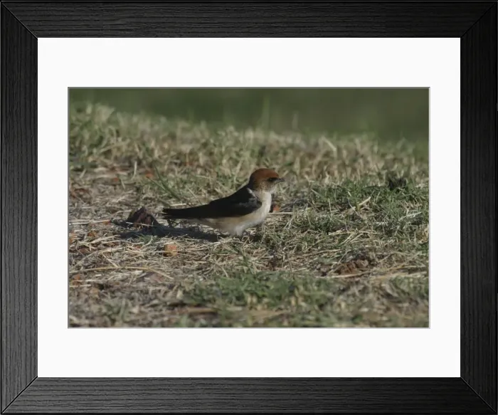 Framed Print : Fairy Martin Collecting nesting material Mt Isa sewage ponds, Queensland, Australia Framed Print : Fairy Martin Collecting nesting material Mt Isa sewage ponds, Queensland, Australia