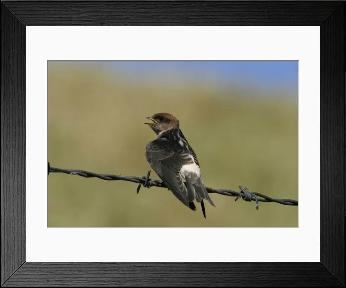 Framed Print : Fairy Martin Juvenile waiting to be fed Near the Sewage Ponds, Mt Isa, Queensland, Australia Framed Print : Fairy Martin Juvenile waiting to be fed Near the Sewage Ponds, Mt Isa, Queensland, Australia