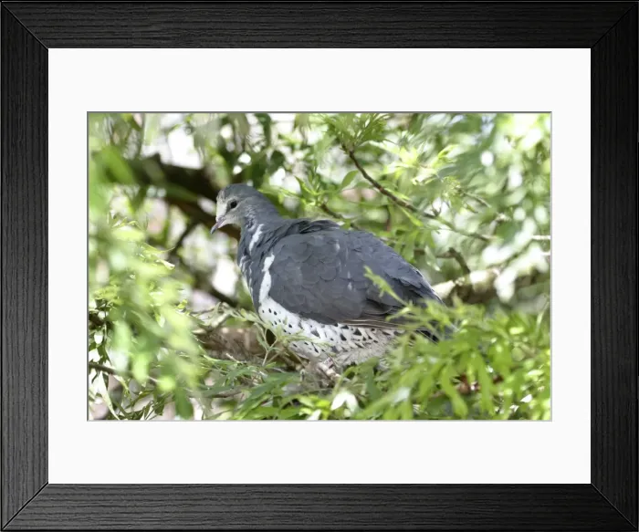 Framed Print : Wonga Pigeon Australia Framed Print : Wonga Pigeon Australia