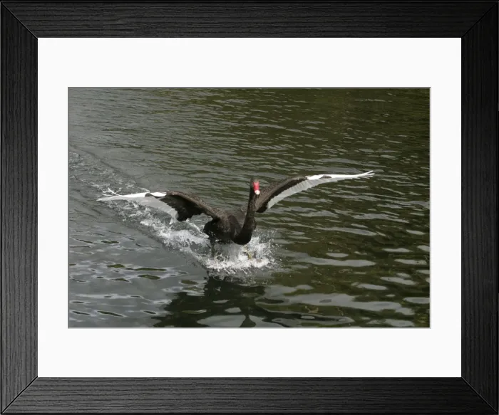 Framed Print : Black Swan Western Springs, Auckland, New Zealand Framed Print : Black Swan Western Springs, Auckland, New Zealand