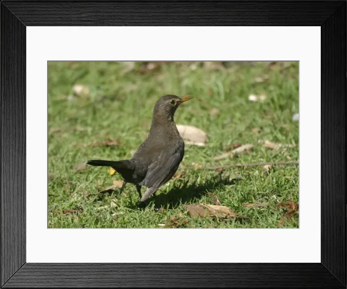 Framed Print : Blackbird Female Western Springs, Auckland, New Zealand Framed Print : Blackbird Female Western Springs, Auckland, New Zealand