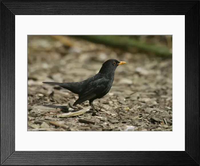 Framed Print : Blackbird Male Western Springs, Auckland, New Zealand Framed Print : Blackbird Male Western Springs, Auckland, New Zealand