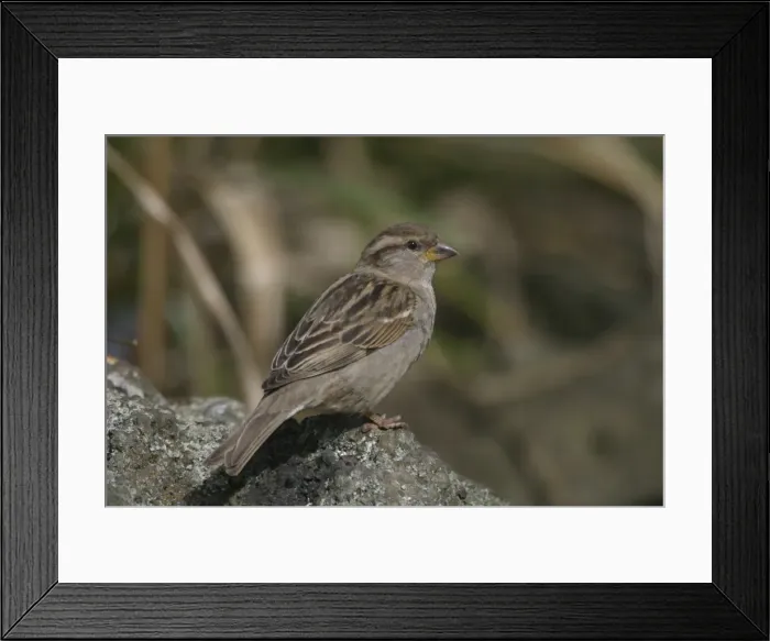 Framed Print : House Sparrow Female Western Springs, Auckland, New Zealand Framed Print : House Sparrow Female Western Springs, Auckland, New Zealand