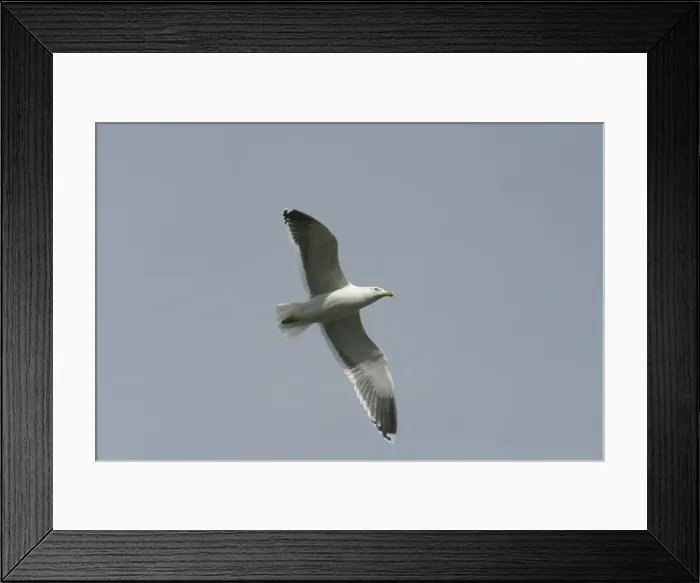 Framed Print : Kelp Gull In flight Western Springs, Auckland, New Zealand