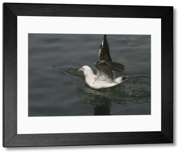 Framed Print : Kelp Gull Immature on the water Western Springs, Auckland, New Zealand Framed Print : Kelp Gull Immature on the water Western Springs, Auckland, New Zealand