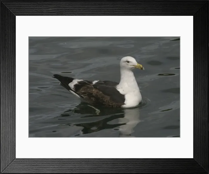 Framed Print : Kelp Gull Immature on the water Western Springs, Auckland, New Zealand Framed Print : Kelp Gull Immature on the water Western Springs, Auckland, New Zealand